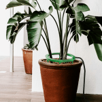 planta anel de irrigação