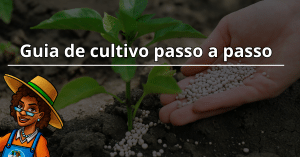 Guia de cultivo passo a passo para iniciantes